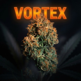 Tropical Sherbet Vortex - Fleurs CBD Premium | 20% CBD