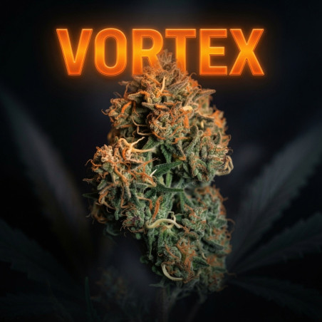 Tropical Sherbet Vortex - Fleurs CBD Premium | 20% CBD